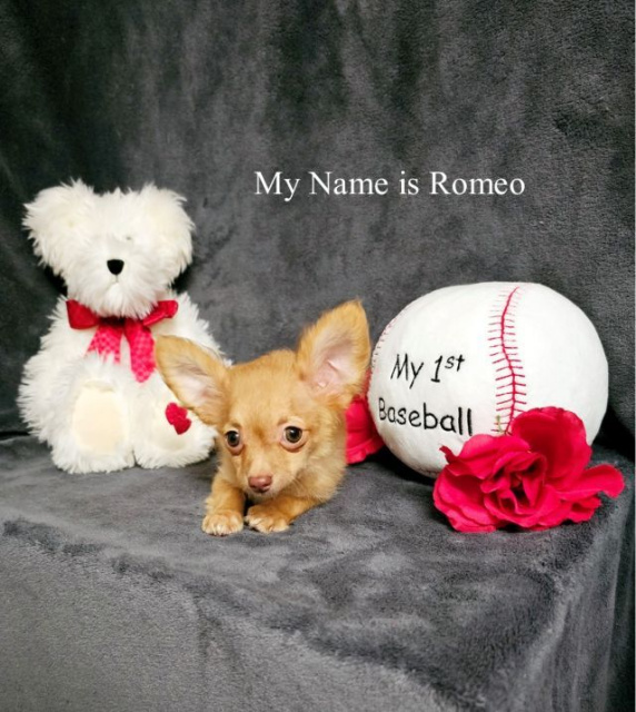 romeo-is-25-weeks-old
